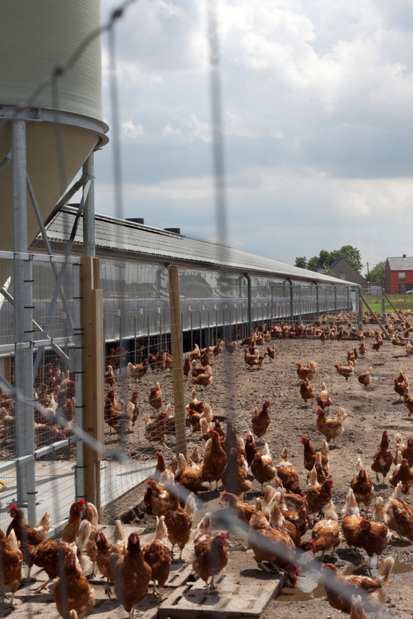 Chicken farm in Schuiferskapelle, Belgium