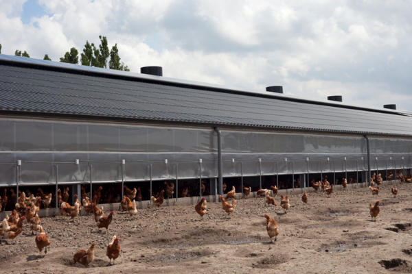 Chicken farm in Schuiferskapelle, Belgium