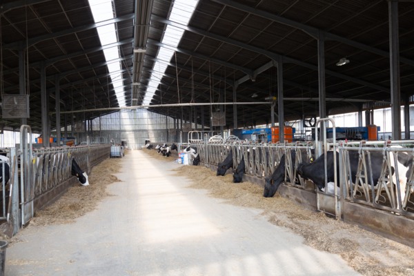 Dairy shed, France