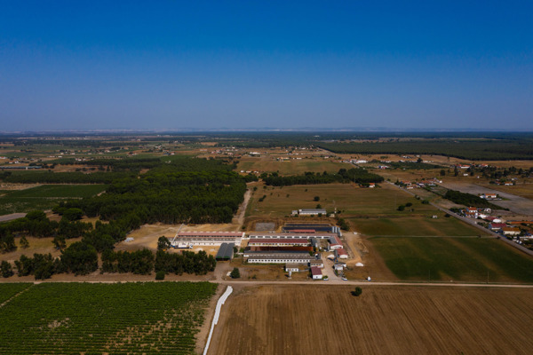 Suinicultura Valorgado Aldeia Nova de Aroeira