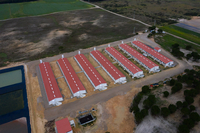 Suinicultura Porval Agropecuária