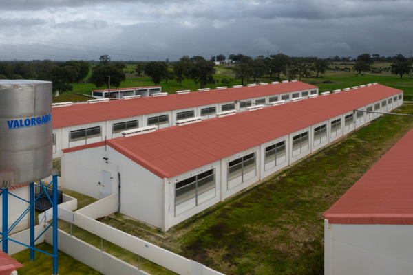 Suinicultura Valorgado