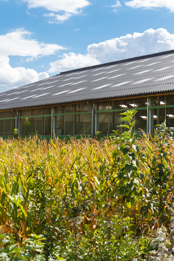 Dairy and cattle stable in Geel