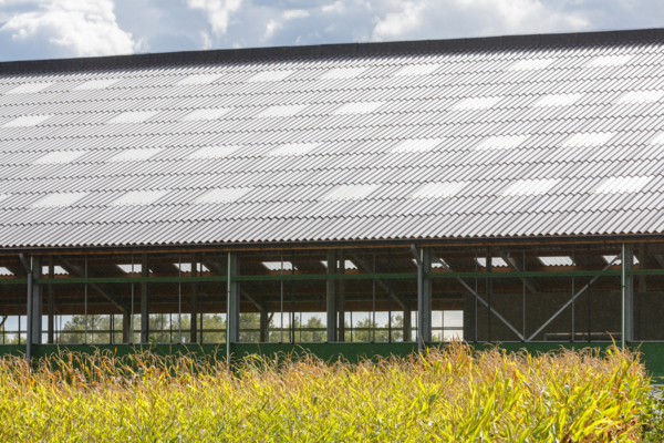 Dairy and cattle stable in Geel