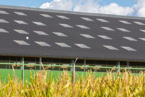 Dairy and cattle stable in Geel