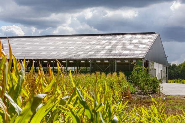 Dairy and cattle stable in Geel